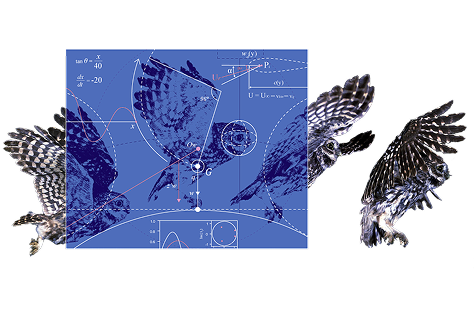 calculus_owl